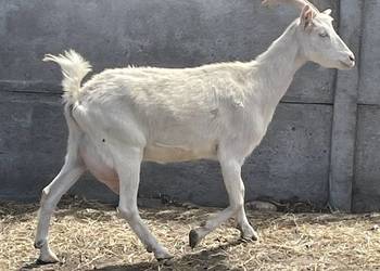 Sprzedam dobrą kozę