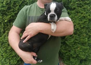 Pies Suczka Boston Terrier Szczeniak Sunia 4 miesiące Szuka nowego Domu