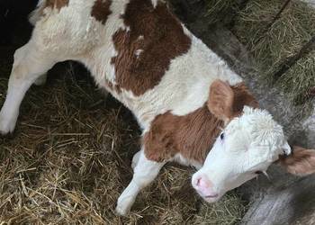 Siano Słoma Zamian na cielęta klacz Zboże Jare Ozime Widoczne Aktualne