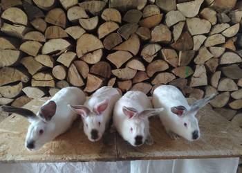 Króliki samce i samice