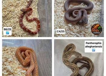 Węże zbożowe / mahoniowe / smugowy