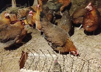 Kurki nioski zielononozki