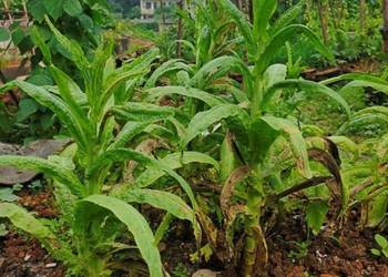 Sałata łodygowa   Japońskie kapusty  Taatsoi nasiona