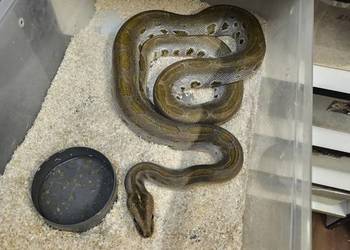 Pyton birmański, tygrysi