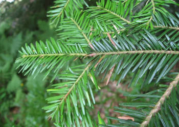 JODŁA POSPOLITA Abies alba NASIONA 2000 sztuk -100g.