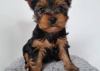 Szczeniaki York Sunia