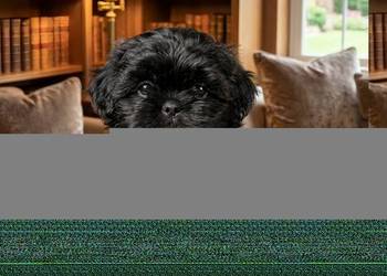 Pieski  Shih Tzu  zkwp fci,  gotowy do odbioru