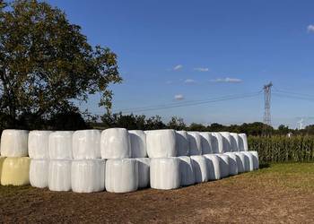 Sianokiszonka z lucerny 2025