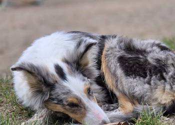 Owczarek szkocki collie