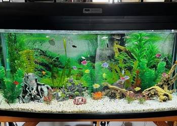 Akwarium panoramiczne 240 l z pełnym wyposażeniem.