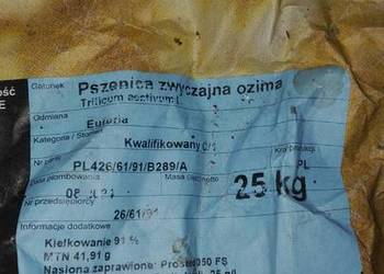 Pszenica Euforia i Kilimanjaro 1 rok po centrali, owies Pszenica Euforia i Kilimanjaro 1 rok po centrali, owies