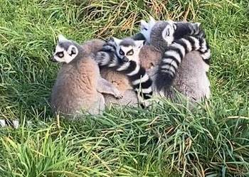 Lemur katta samce , samice 2025