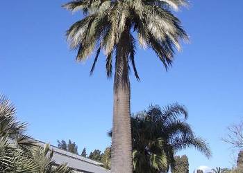Palma mrozoodporna Jubaea Jubea Chilensis
