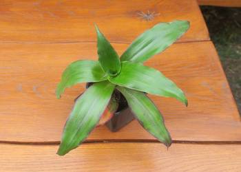 Złoty wąs Callisia Fragrans + gratisy