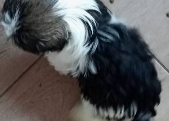 Shih tzu szczeniaczki