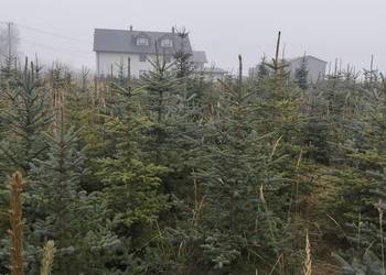 Świerk Srebrny hurt