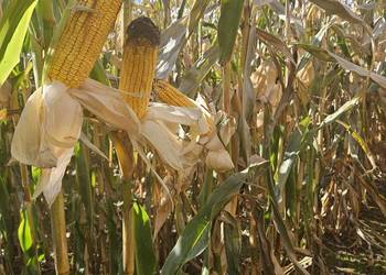 Sprzedam ziarno kukurydzy mokre ccm, rękaw bigbag,kukurydza Sprzedam ziarno kukurydzy mokre ccm, rękaw bigbag,kukurydza