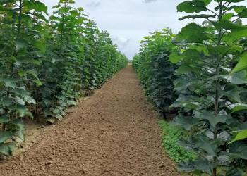 Klon modrzew katalpa podkladka do szczepienia