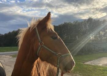 ogier źrebak typ pogrubiony