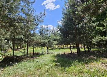 Działka bud.; 2900 M2; Łukawska Wola; WZ; ZADRZEWIONA, WOKÓŁ LAS, RZEKA 2km