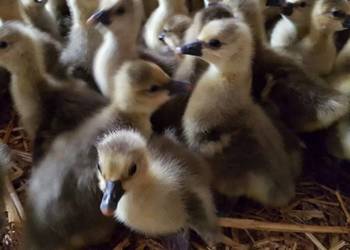Gęsi kubańskie piskleta