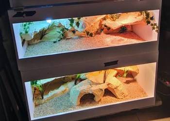 Terrarium hodowlane dla żółwia greckiego agamy brodatej