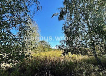 Duża działka na leśnym osiedlu w Miłoszycach!