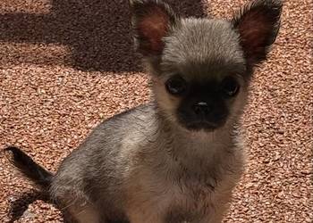 Chihuahua