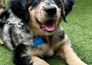 Szczeniaki golden aussie - golden retriever x owczarek australijski