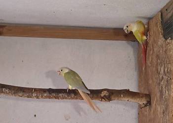 Rudosterki Para Gotowa do lęgów Rudosterki Para Gotowa do lęgów