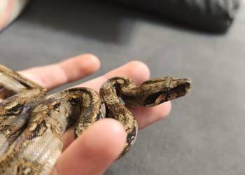 Wąż Boa constrictor