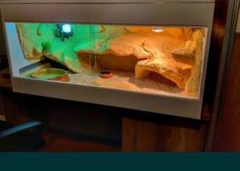 Okazja terrarium dla agamy gekona żółwia węża kameleona legwana boa