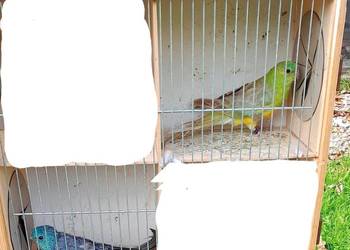 Świergotki zmienią woliere