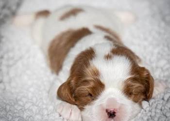 Cavalier King charles spaniel suczka