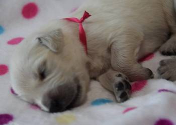 Golden Retriever szczenięta Zkwp fci
