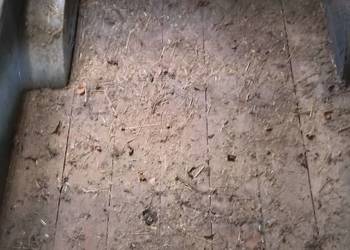 Przyczepka do przewozu zwierząt