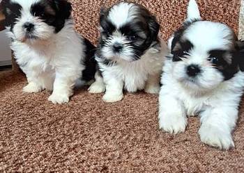 Shih Tzu suczki I pieski