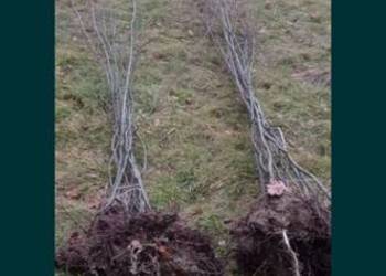 Grab sadzonki samosiejki