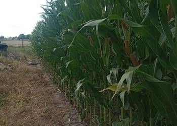 kukurydza na pniu, Codies ziarno/kiszonka