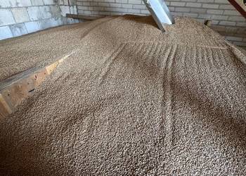 Pszenica ozima Euforia 2024 Pszenica ozima Euforia 2024