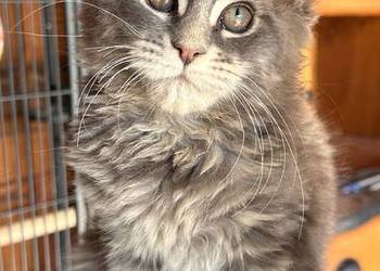 Maine coon