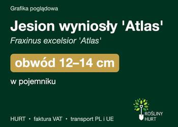 Jesion wyniosły 'Atlas' obwód 12-14 cm, w pojemniku – HURT