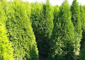 Thuja Smaragd 160-170 cm 55 zł Wrocław