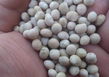 Łubin gorzki wąskolistny oskar