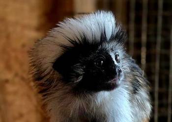Tamaryna białoczuba (Saguinus oedipus) - młode, oswojone małpki Katowice