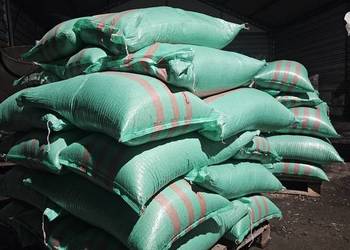 Owies jary około 50 ton Odmiana Bingo i Rambo Możliwość transportu