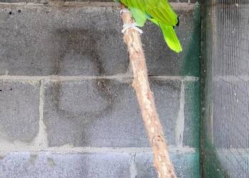 Amazonka modrobrewa