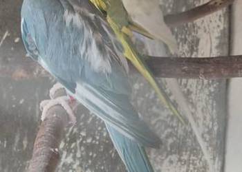 Aleksandrietty obrożne