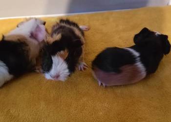 Rezerwacja świnek morskich