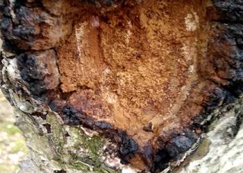 Czaga(chaga, błyskoporek podkorowy) sprzedam